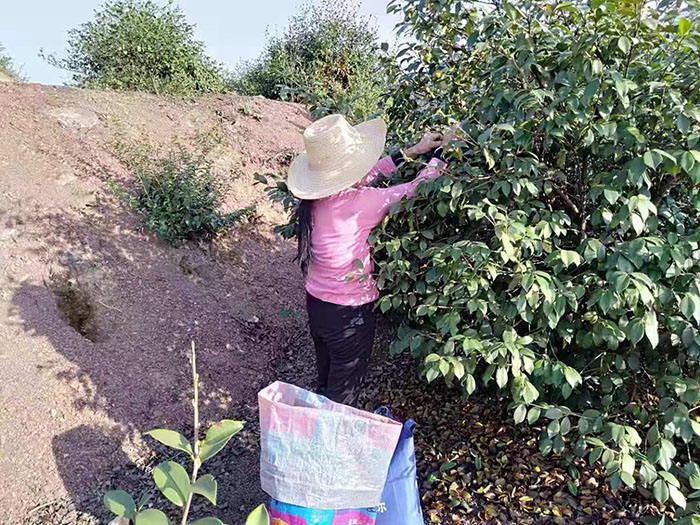 9728太阳集团官网油茶99