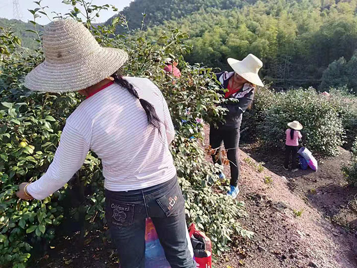 9728太阳集团官网油茶677889